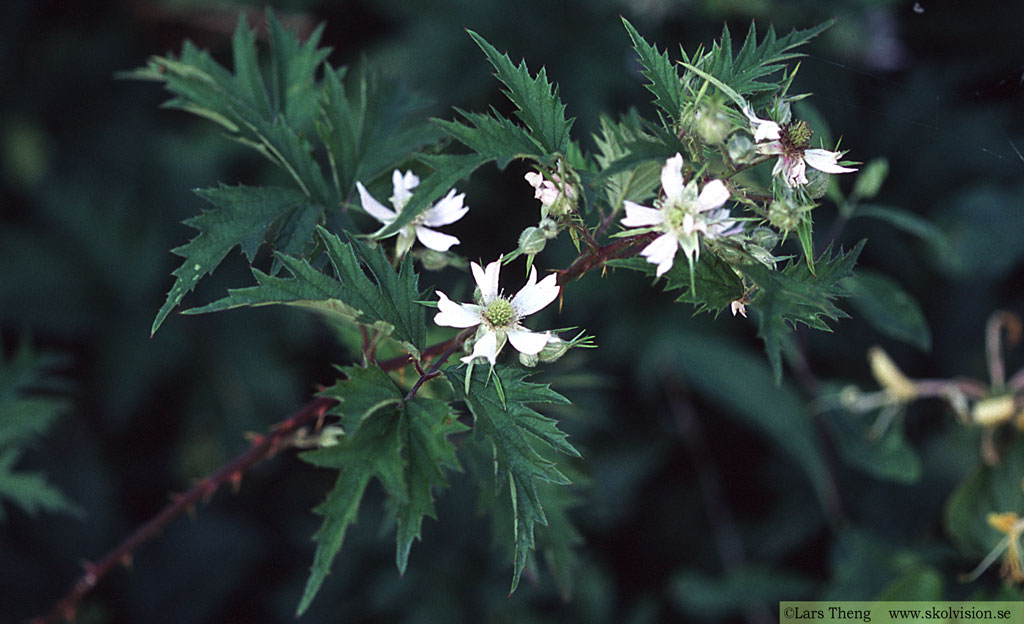 Flikbjörnbär, Rubus laciniatus